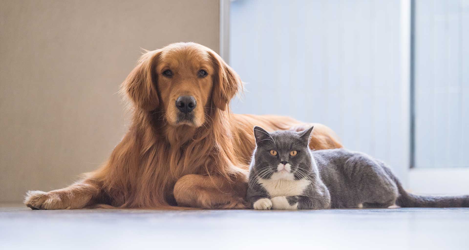 A dog and a cat resting together